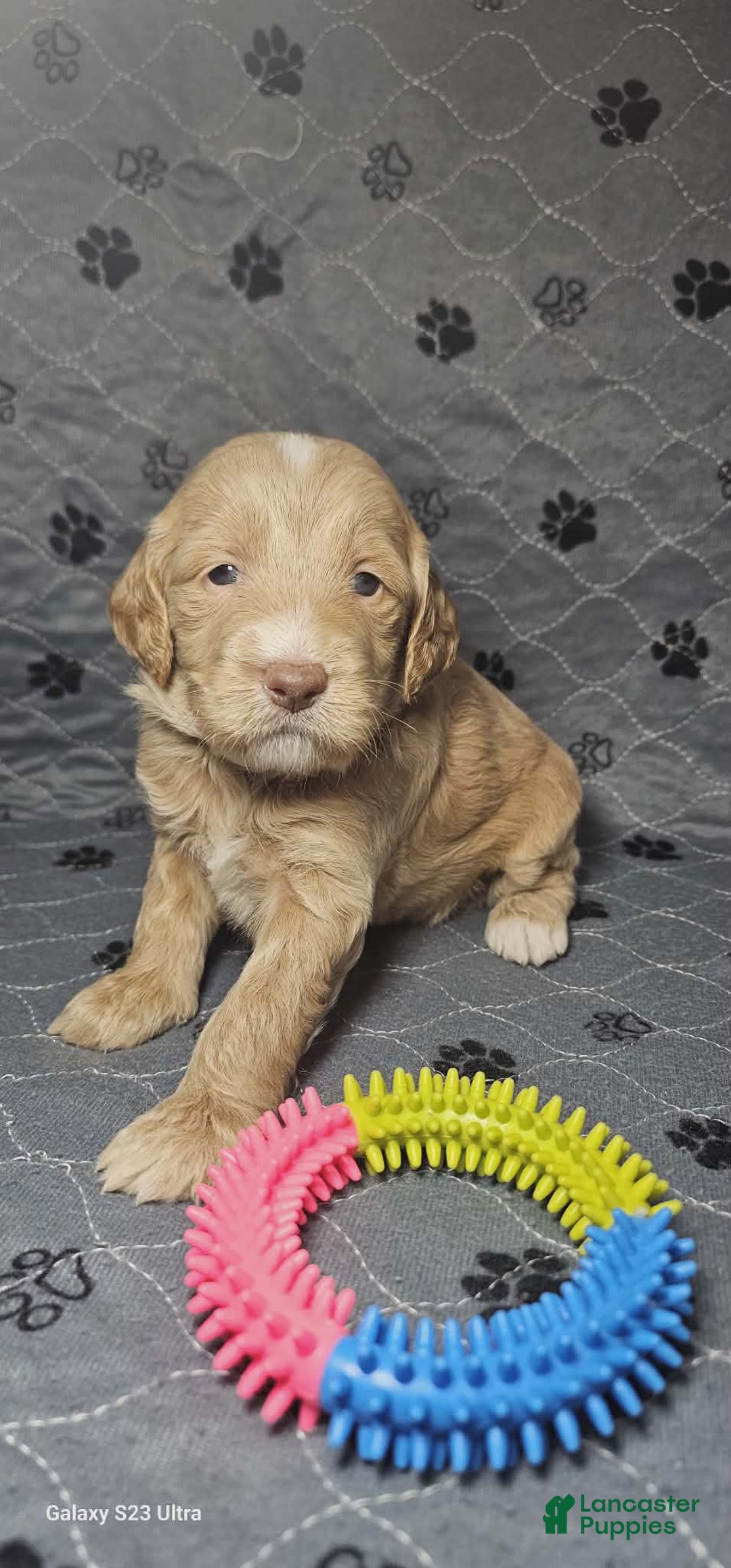 Goldendoodle dogs for sale: Latte - Ad 4