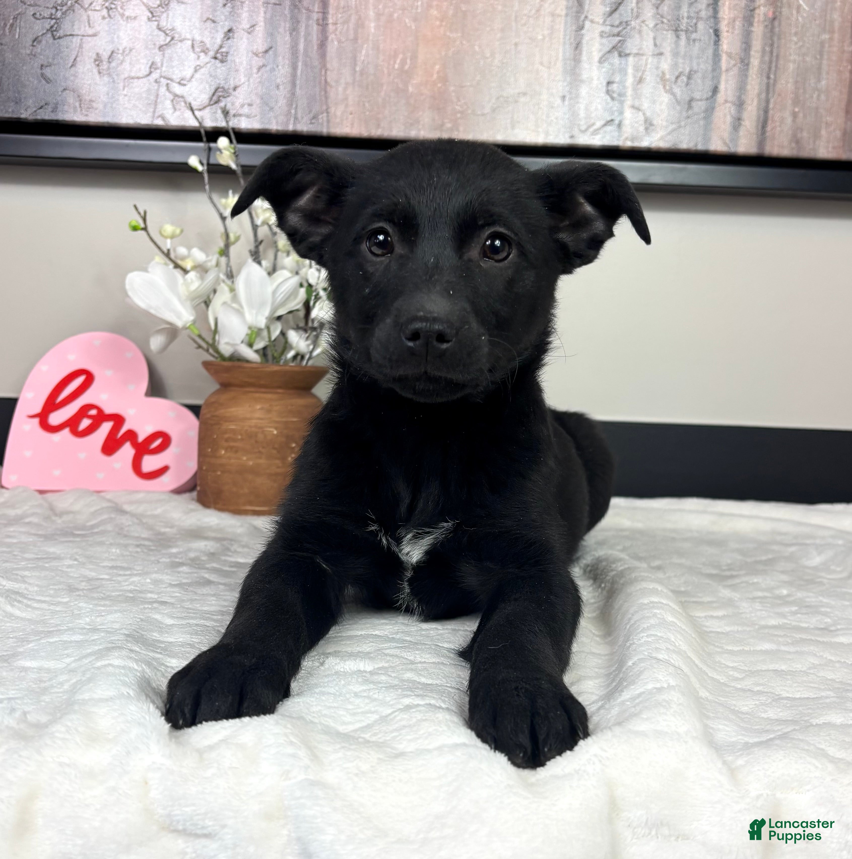 Mixed Breed dogs Kendall - Ad 14