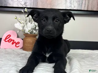 Mixed Breed dogs Kendall - Ad 13