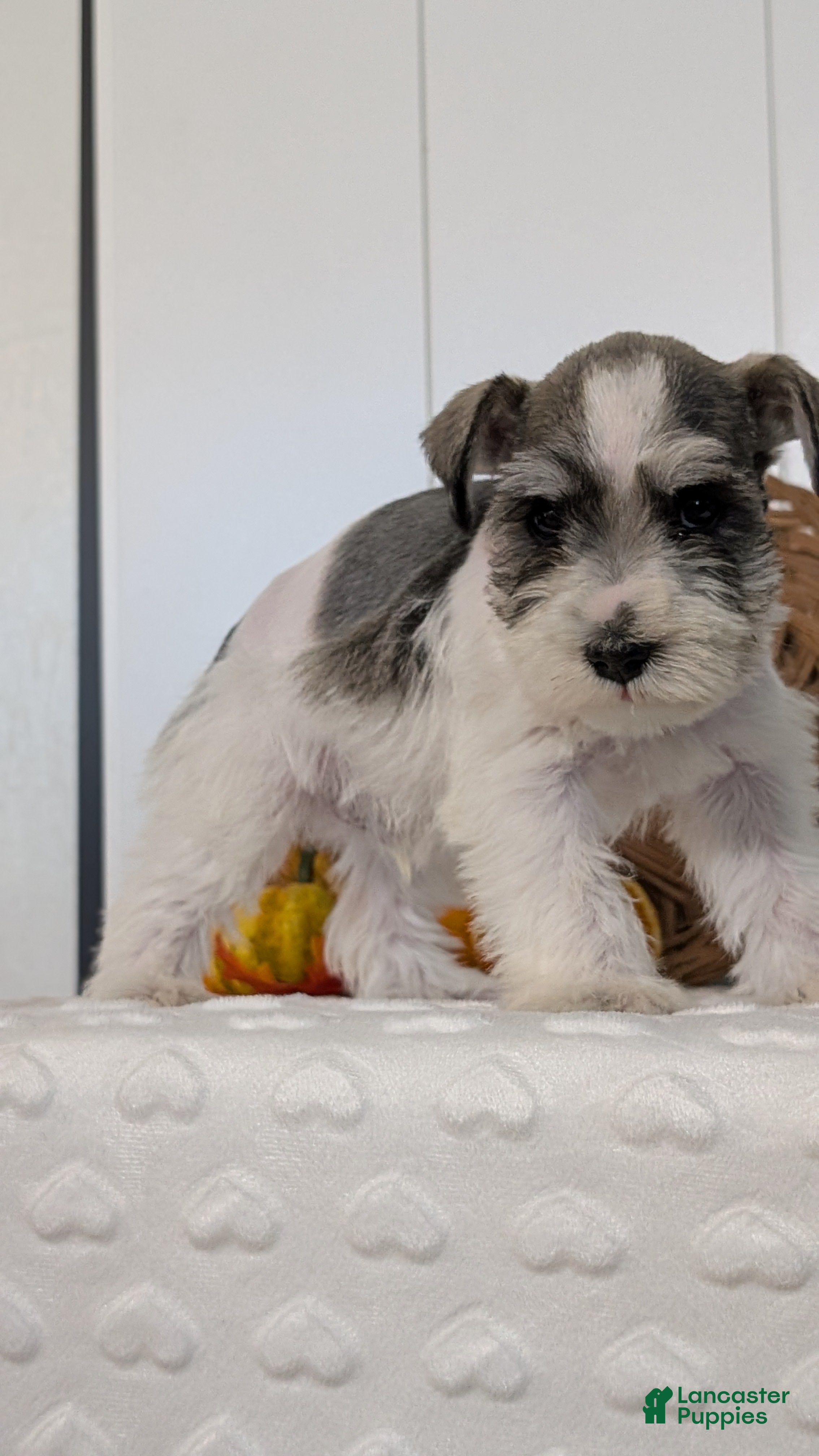 Miniature Schnauzer dogs Zion - Ad 2