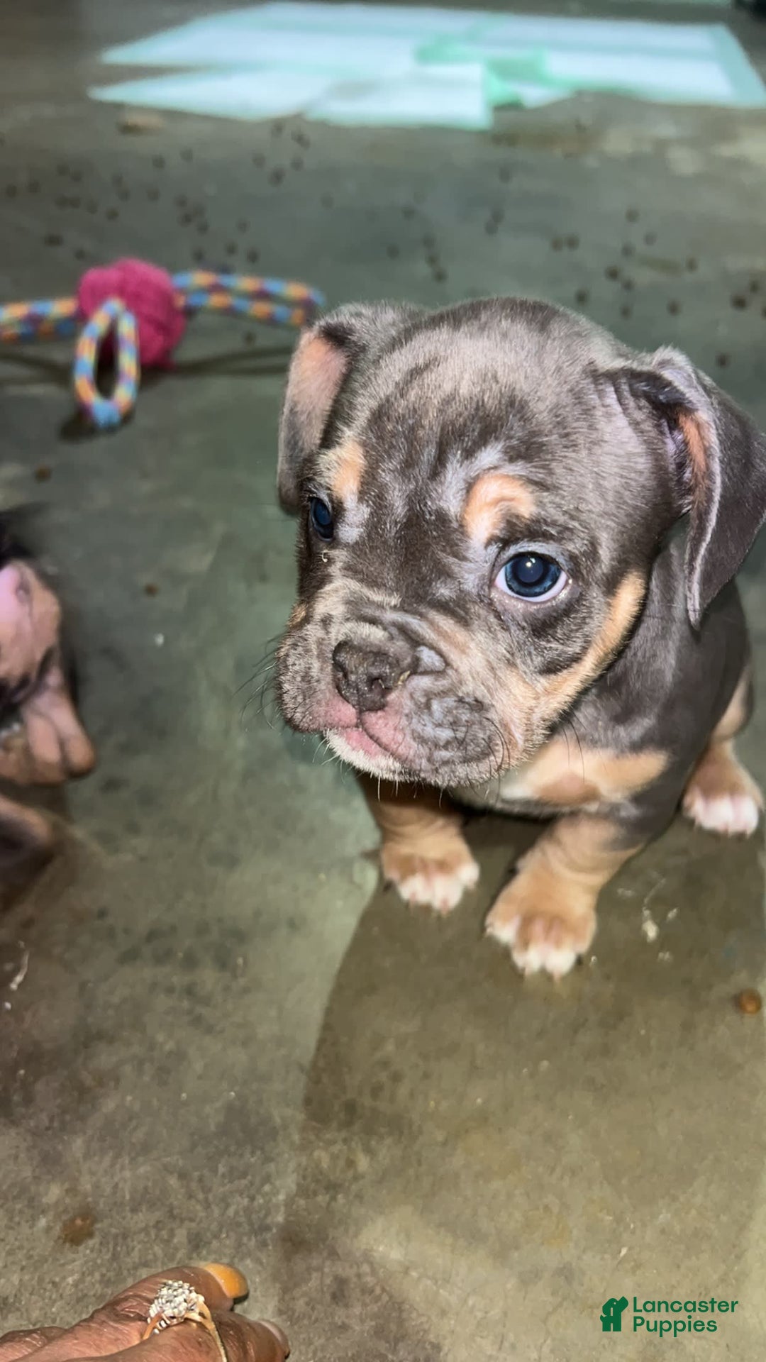 Gallery Image {{count}}