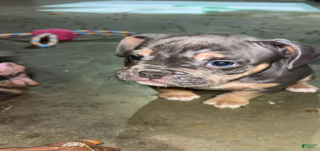 Gallery Image {{count}}