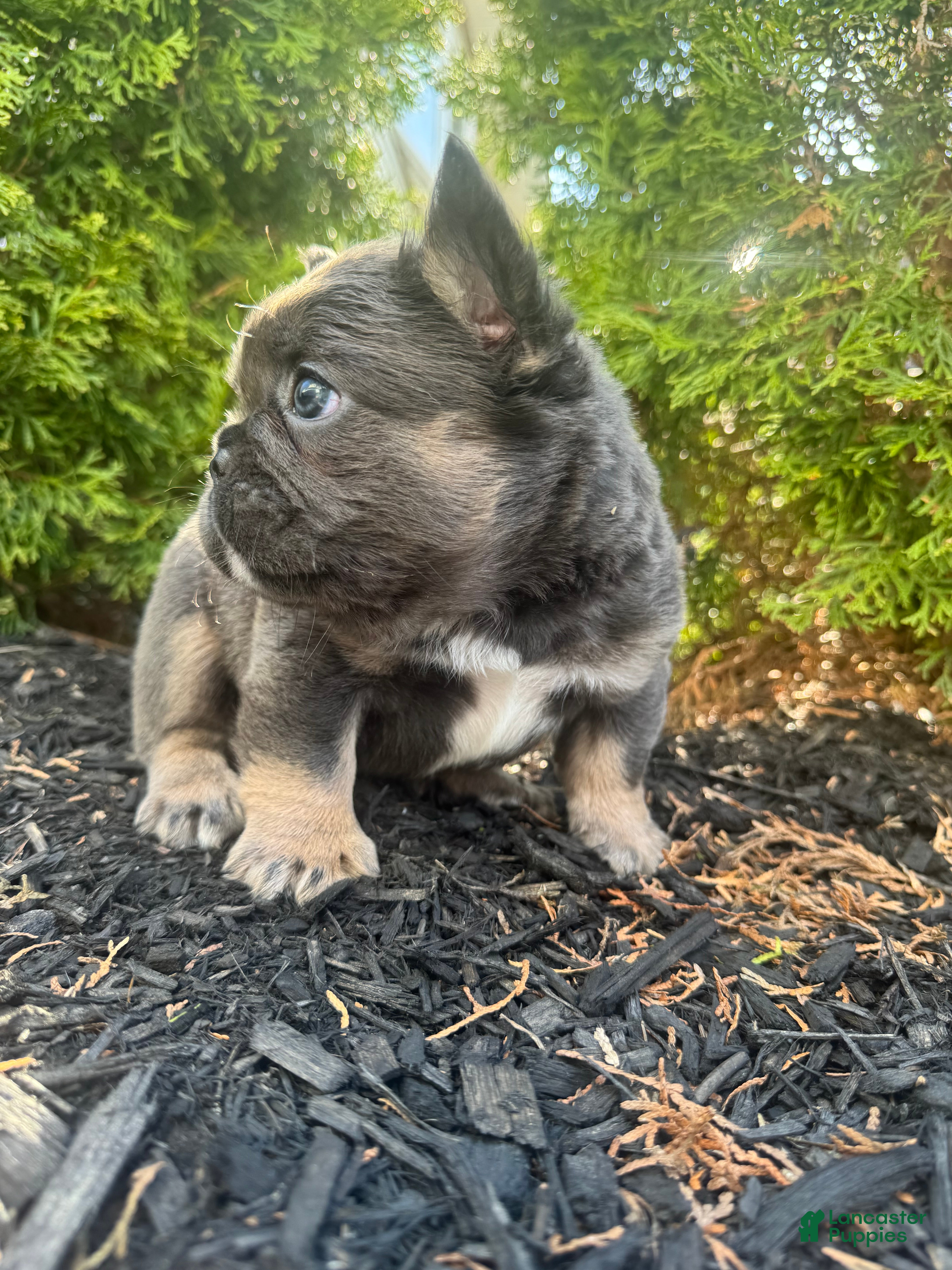 French Bulldog dogs Teddy - Ad 2