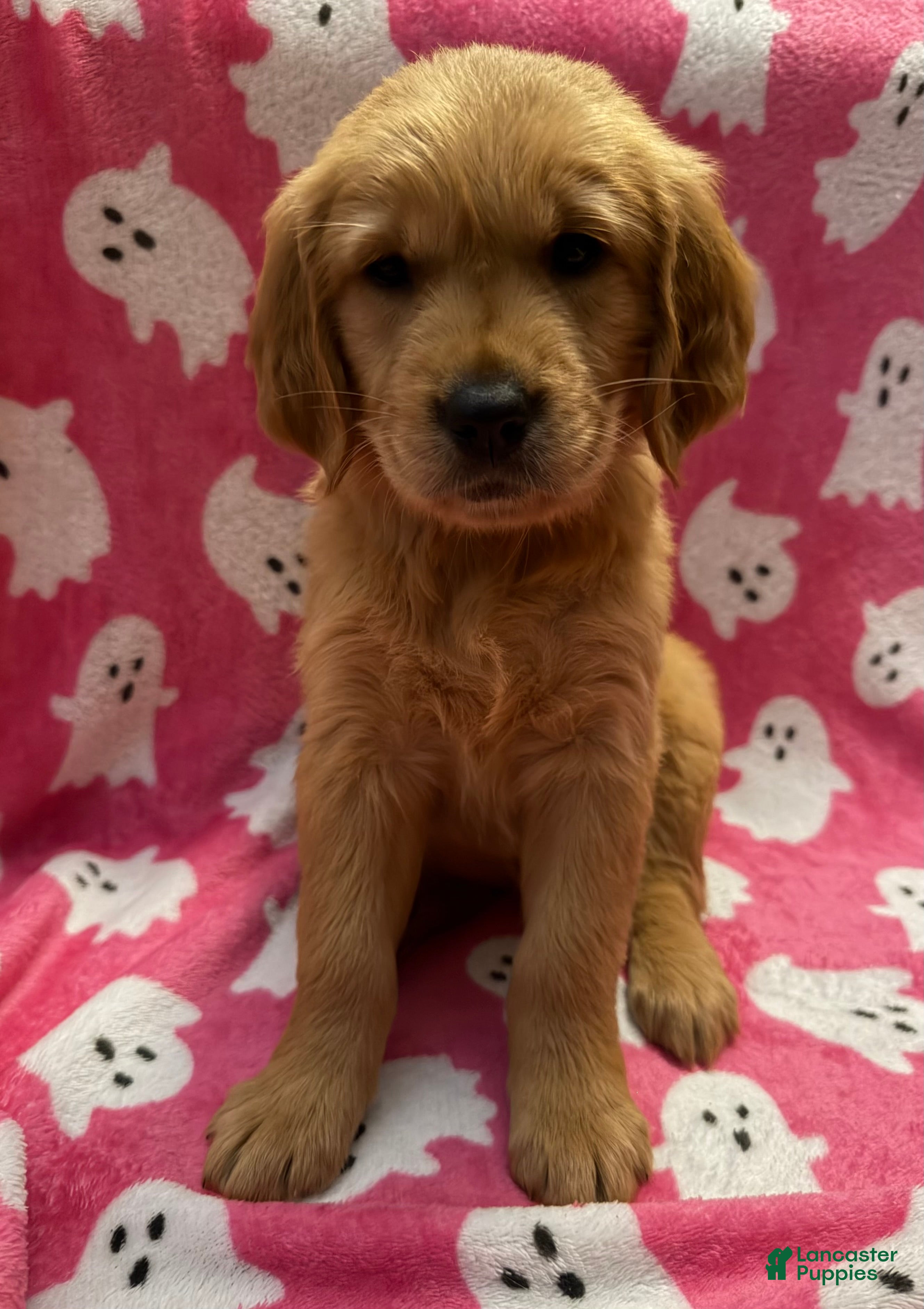 Golden Retriever dogs for sale: Winifred - Ad 2