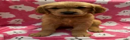 Golden Retriever dogs for sale: Winifred - Ad 1