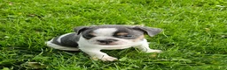 Mixed Breed dogs for sale: Spot - Ad 11