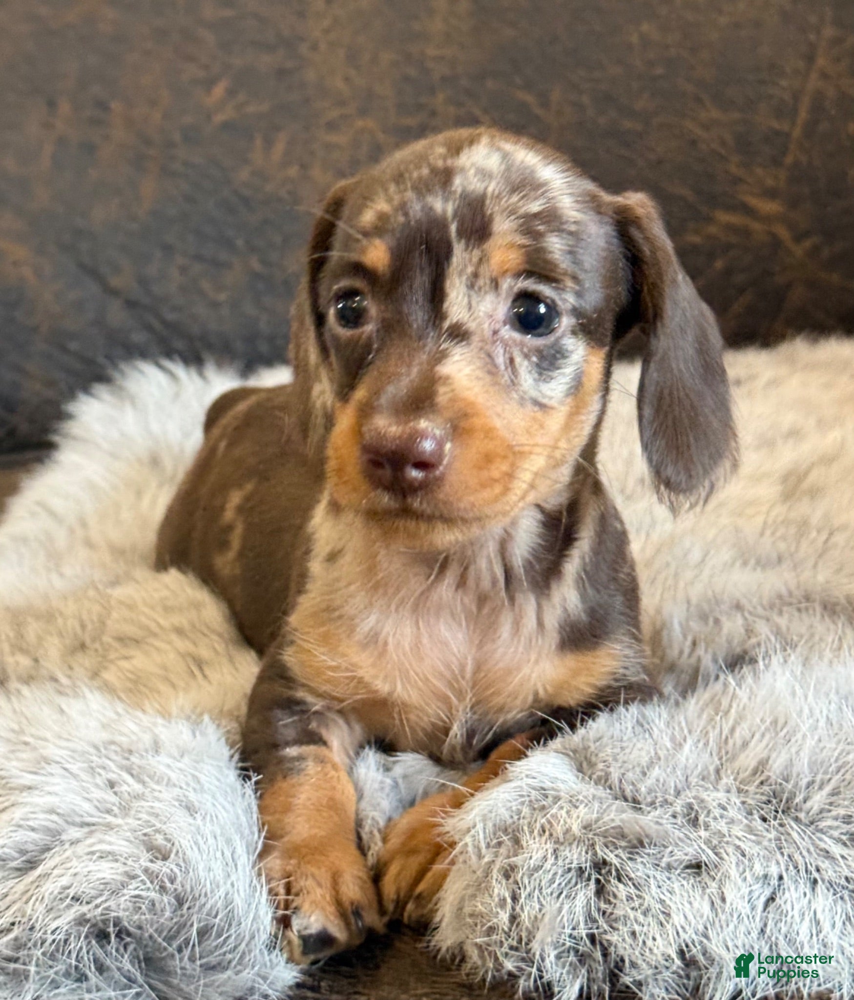 Miniature Dachshund dogs Daisy - Ad 2