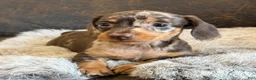 Miniature Dachshund dogs for sale: Daisy - Ad 2