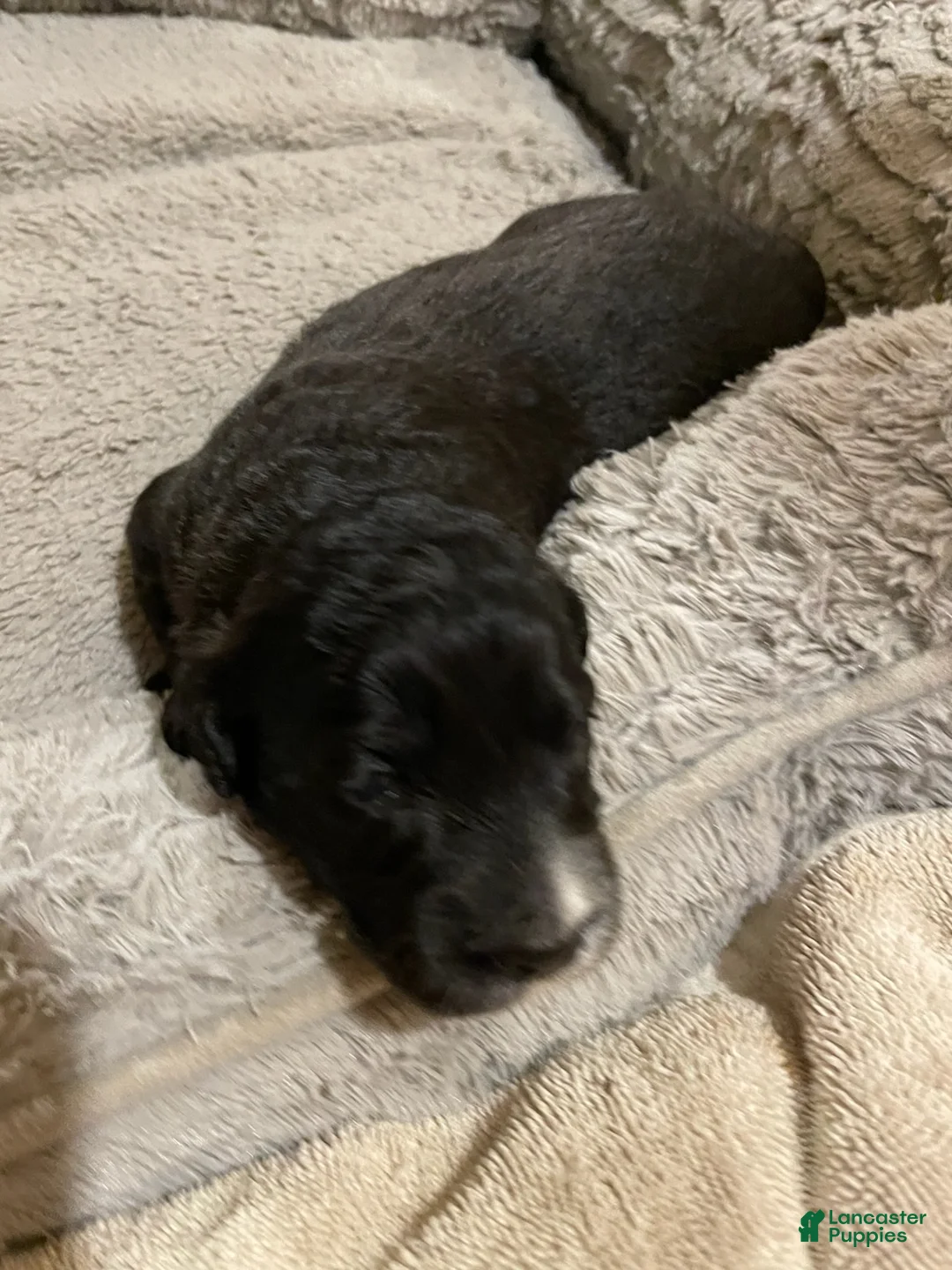 Mini Goldendoodle dogs for sale: Boy 3 - Ad 2