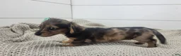 Miniature Dachshund dogs for sale: Oakley - Ad 5