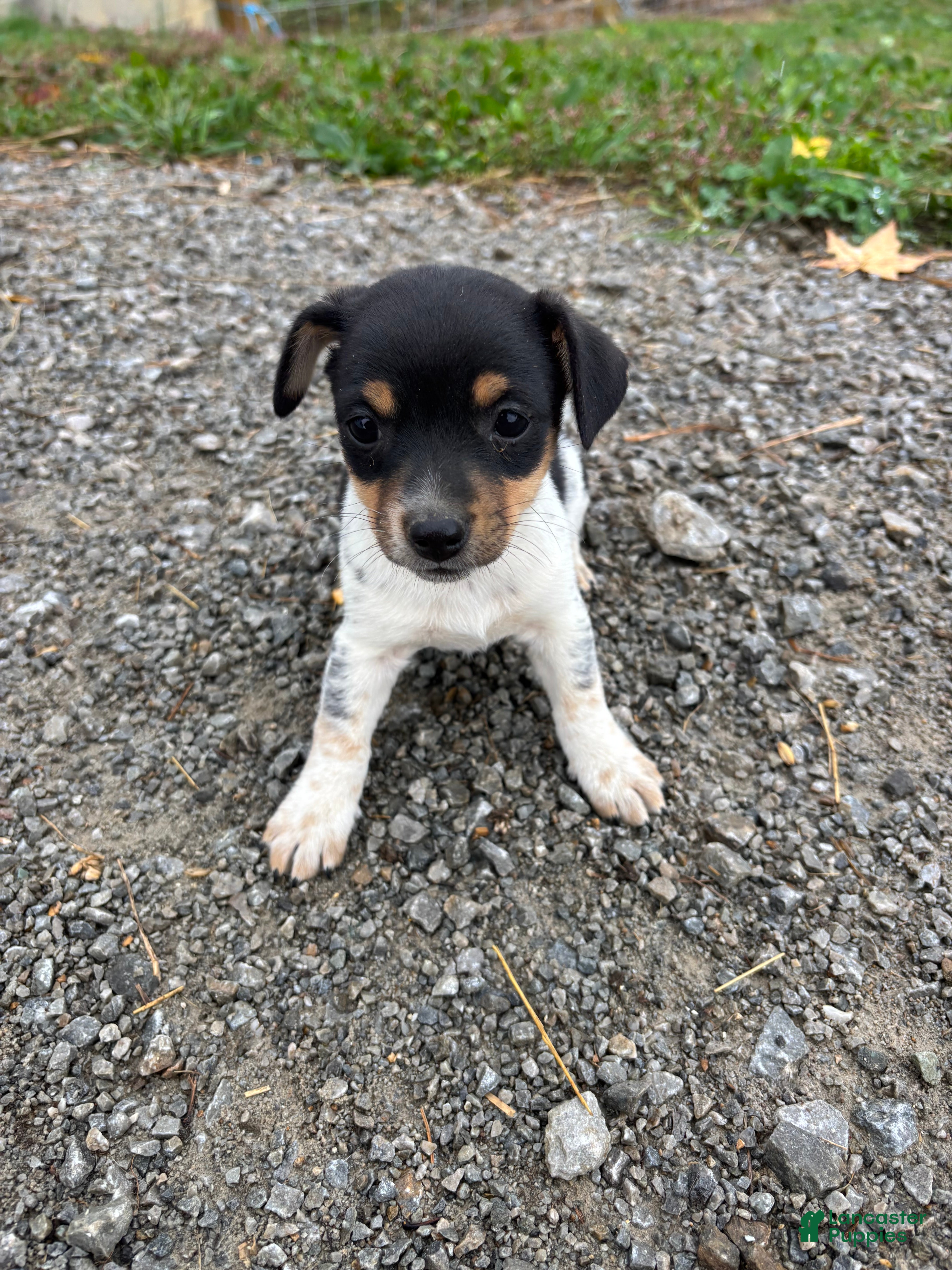 Mixed Breed dogs for sale: Ally - Ad 23