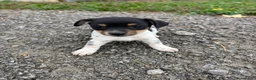 Mixed Breed dogs for sale: Ally - Ad 1