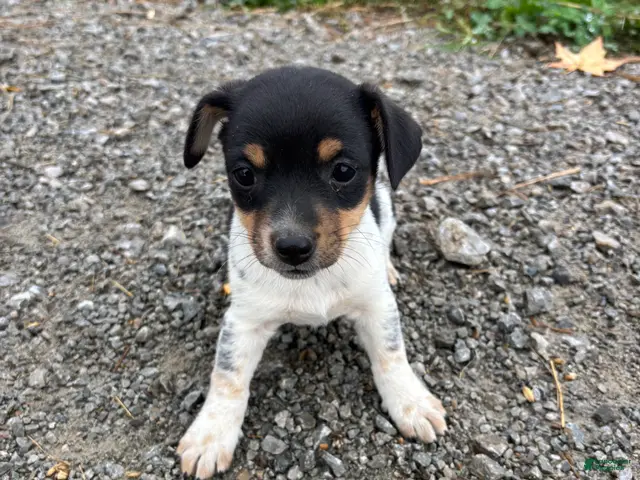 Mixed Breed dogs for sale: Ally - Ad 23