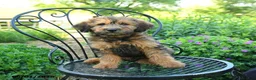 Mixed Breed dogs for sale: Patrick - Ad 1