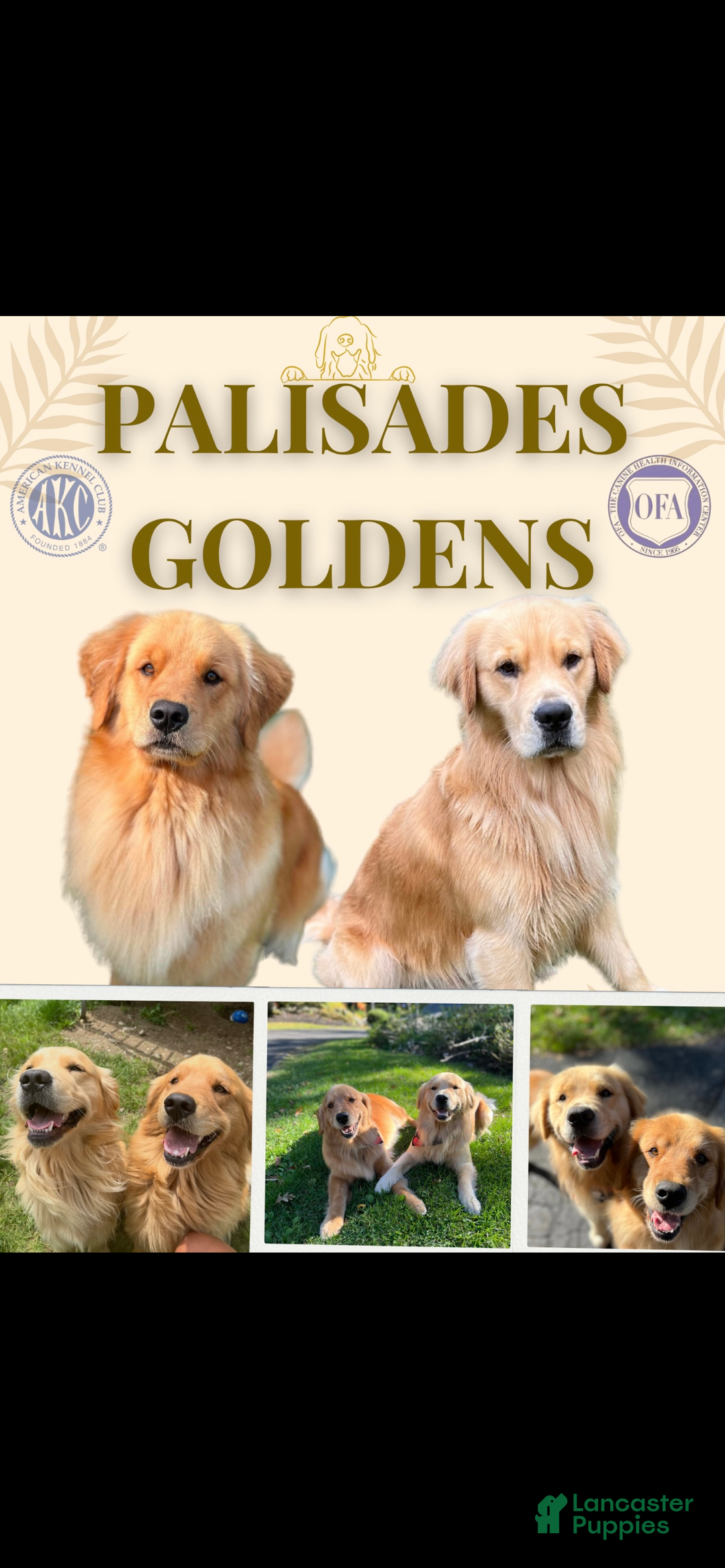 Golden Retriever dogs for sale: Golden Retriever Puppy orange  - Ad 8