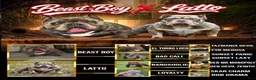 American Bully dogs for sale: Dior  - Ad 5