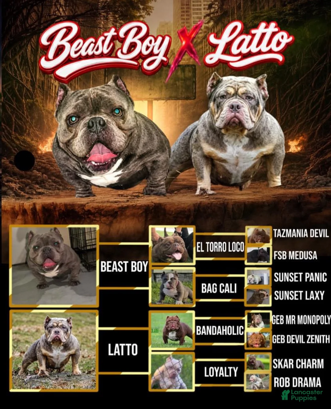 American Bully dogs for sale: Dior  - Ad 5