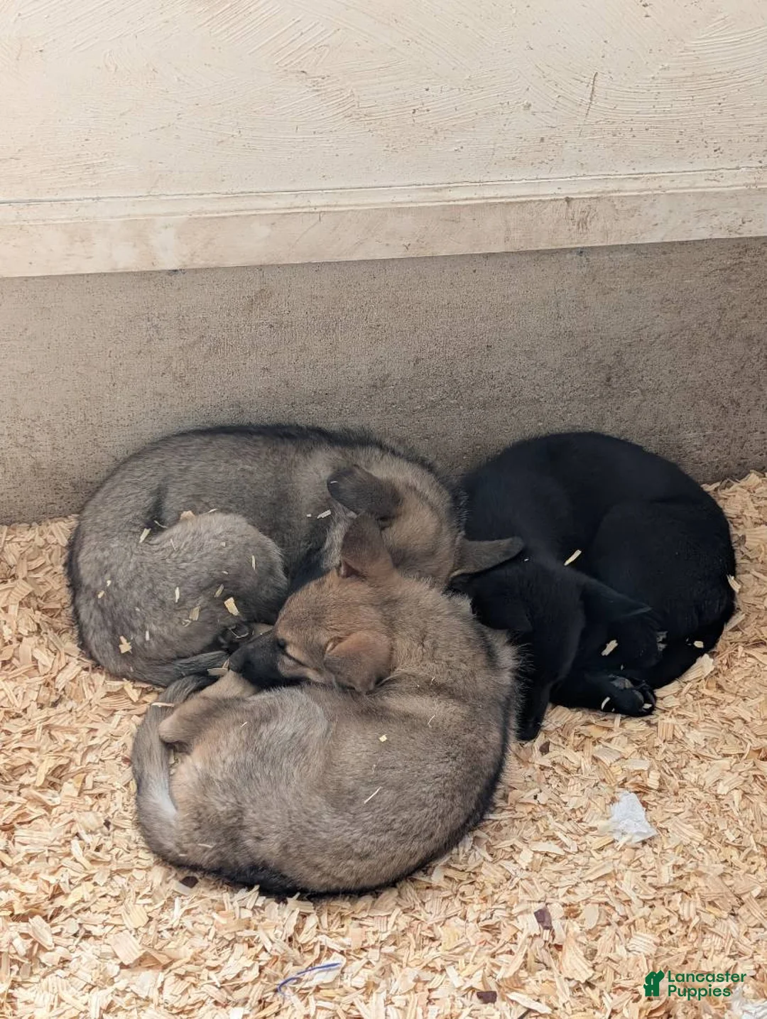 German Shepherd dogs for sale: Oksana - Ad 7