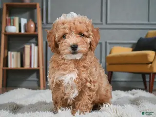 Maltipoo dogs Thor - Ad 21