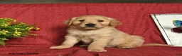 Golden Retriever dogs for sale: Pirate  - Ad 3