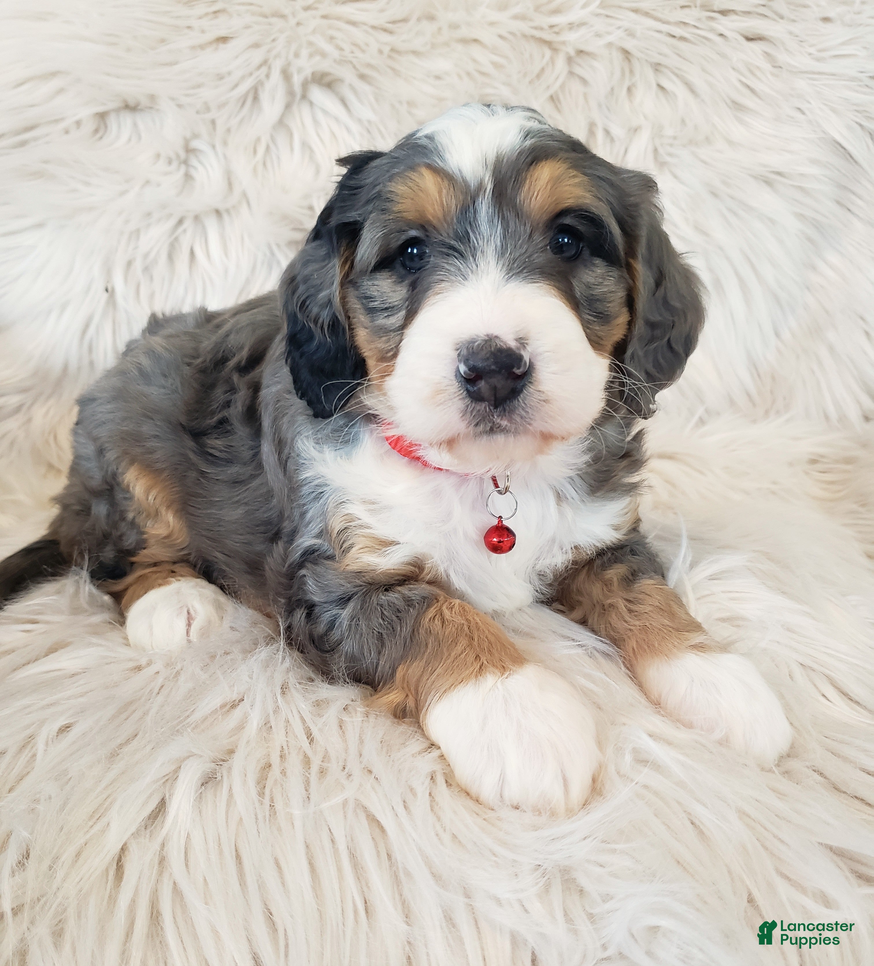 Mini Bernedoodle dogs Royal - Ad 6
