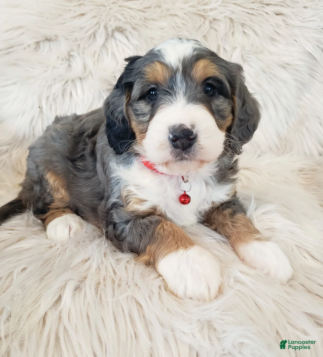 Mini Bernedoodle dogs for sale: Royal - Ad 2