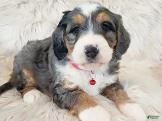 Mini Bernedoodle dogs Royal - Ad 3