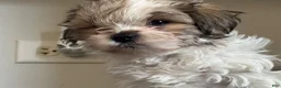 Mixed Breed dogs for sale: Spike  - Ad 5