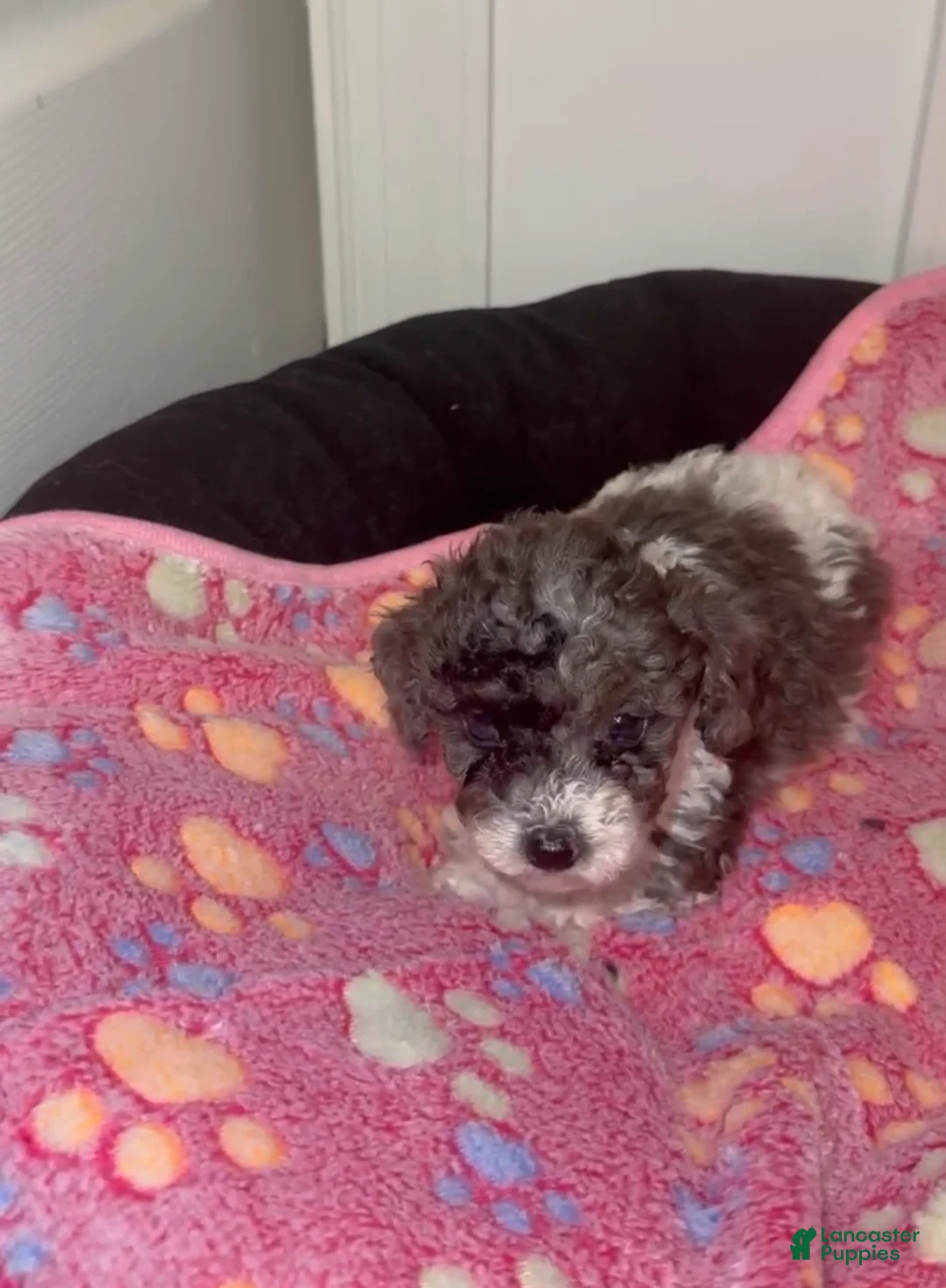 Miniature Poodle dogs for sale: Miniature Poodle 7 - Ad 2