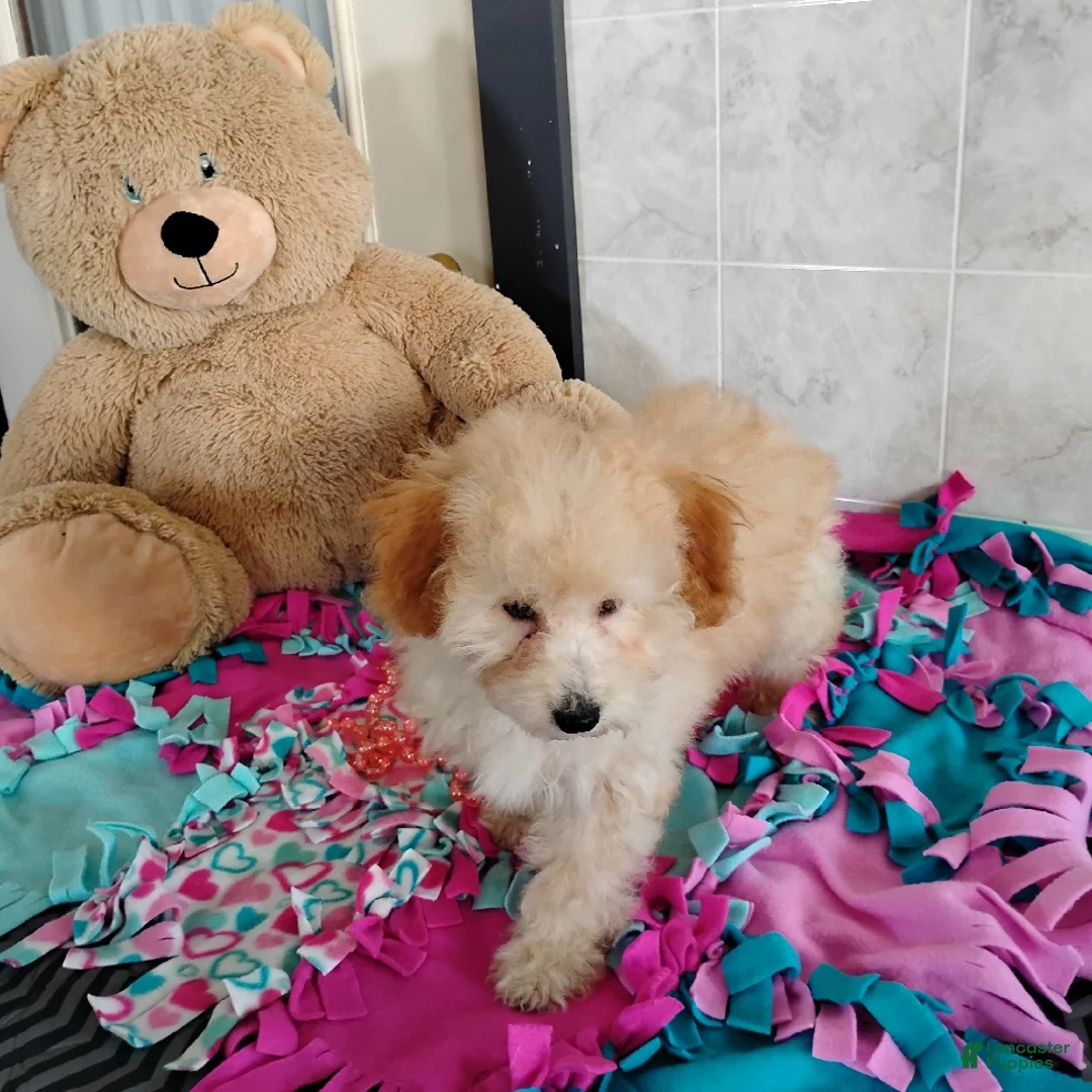 Mini Bernedoodle dogs for sale: Roselani - Ad 5