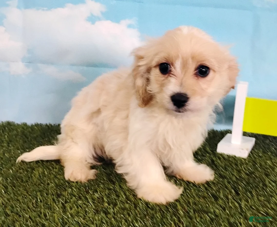 Cavachon dogs for sale: Cooper - Ad 7