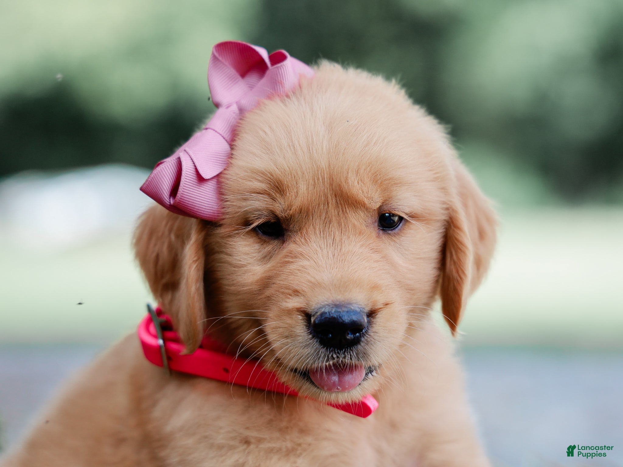 Golden Retriever dogs Andrea AKC Golden Retriever - Ad 2