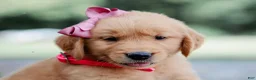 Golden Retriever dogs for sale: Andrea AKC Golden Retriever - Ad 2