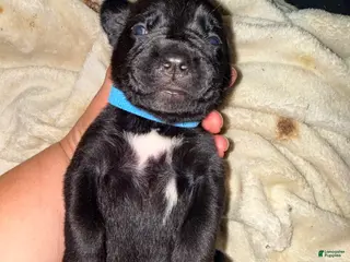 Cane Corso dogs Rufus AKC blue collar - Ad 6
