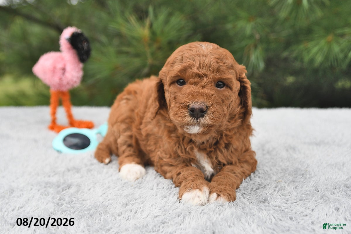Mini Goldendoodle dogs Bailey - Ad 2