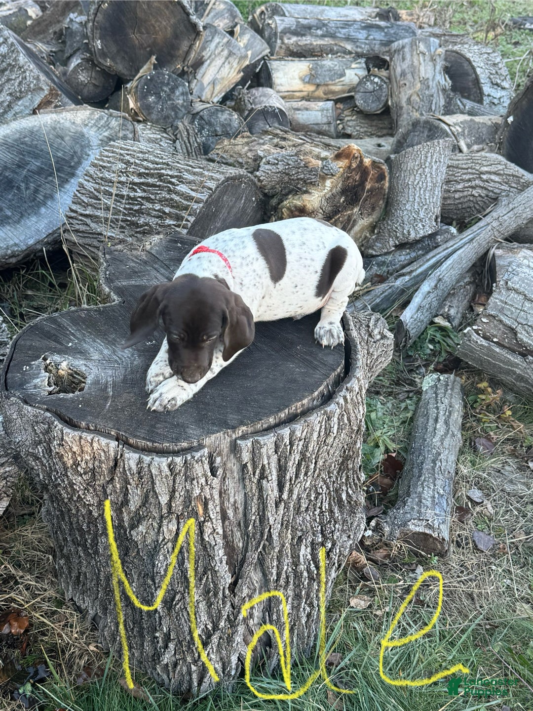 German Shorthaired Pointer dogs for sale: German Shorthaired Pointer Puppy 2 - Ad 1