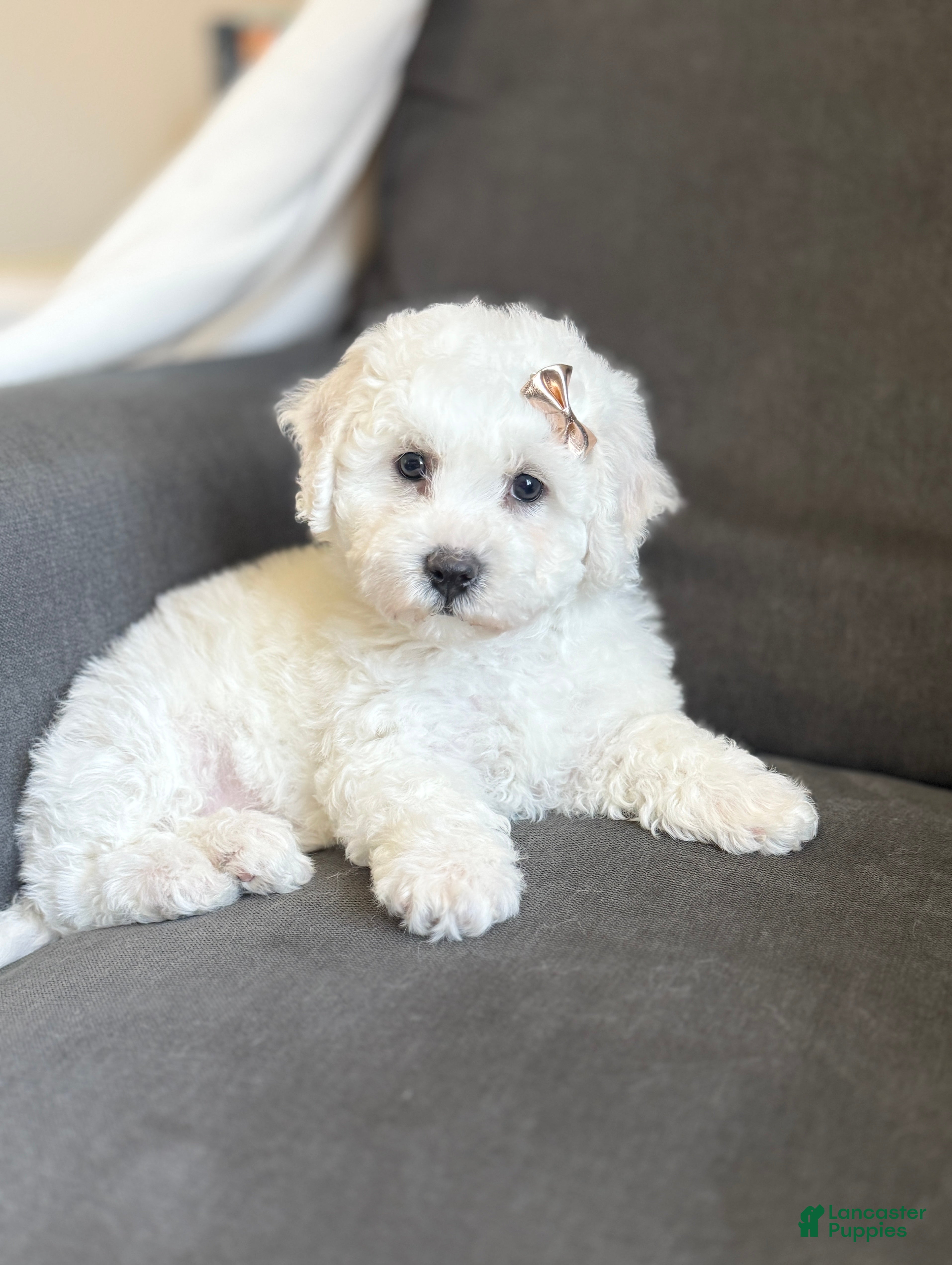 Bichon Frise dogs 🍀 Clover 🍀 AKC - Ad 1