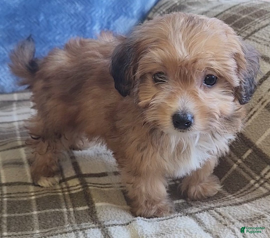 Mixed Breed dogs for sale: Molly - Ad 5