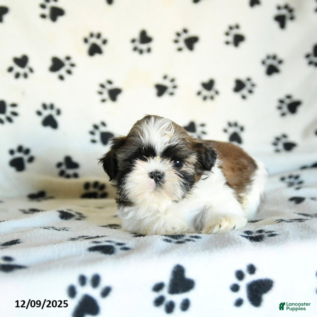 Shih Tzu dogs for sale: Pretzel - Ad 4
