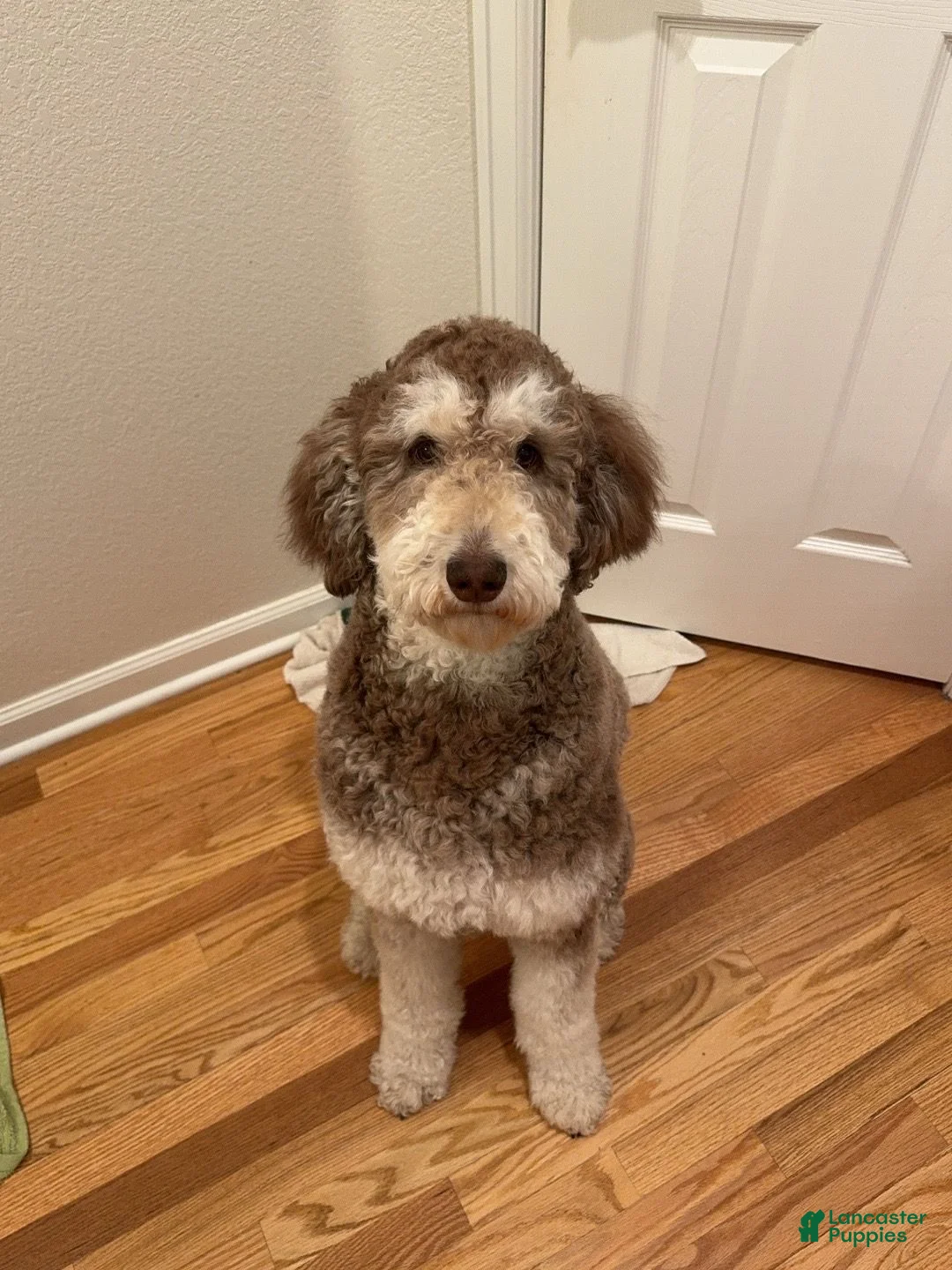 Standard Poodle dogs for sale: Standard Poodle Puppy 1 - Ad 2