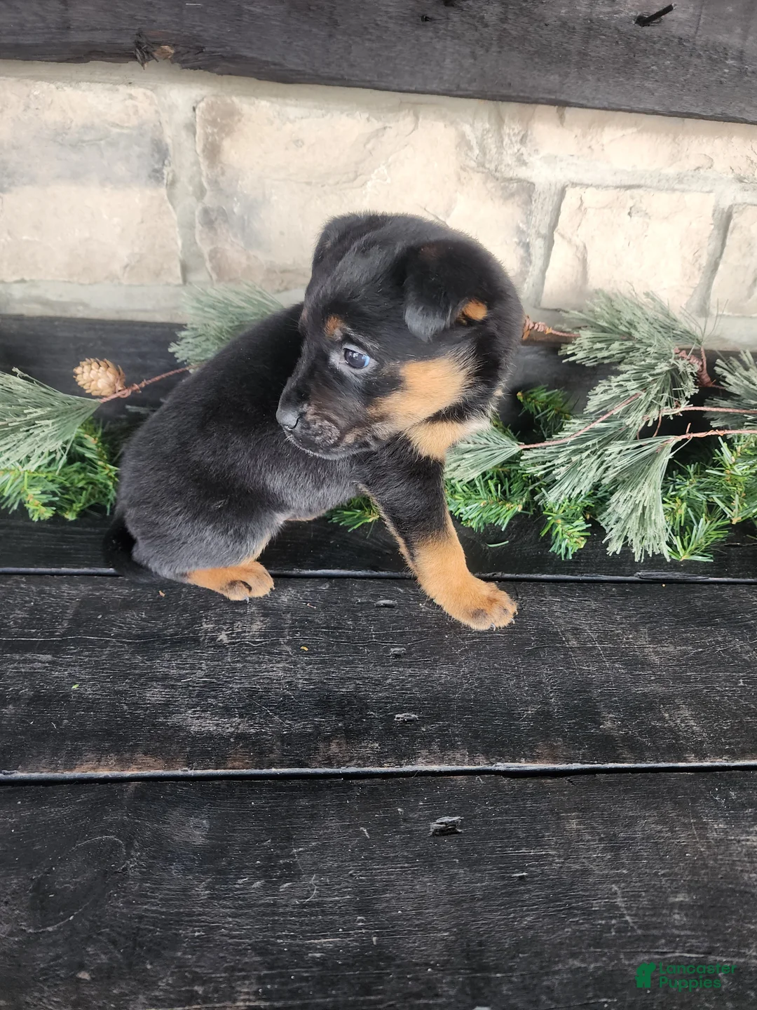 Mixed Breed dogs for sale: Rita - Ad 3