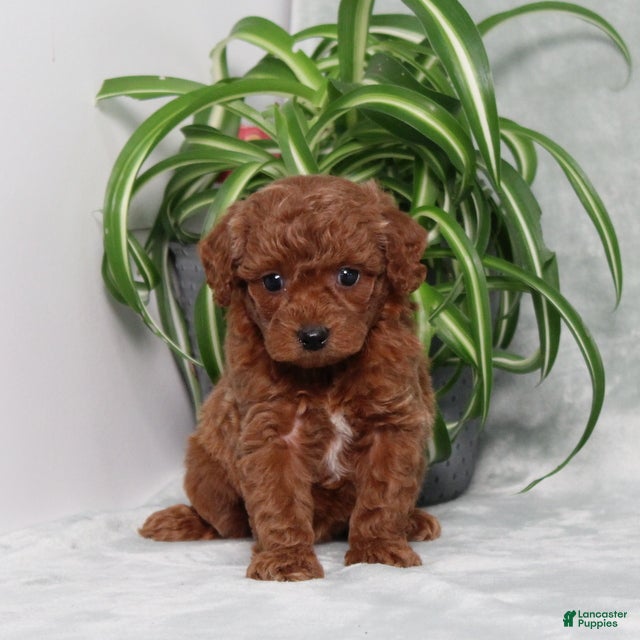 Miniature Poodle dogs Zippy - Ad 1