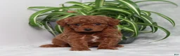 Miniature Poodle dogs for sale: Zippy - Ad 1