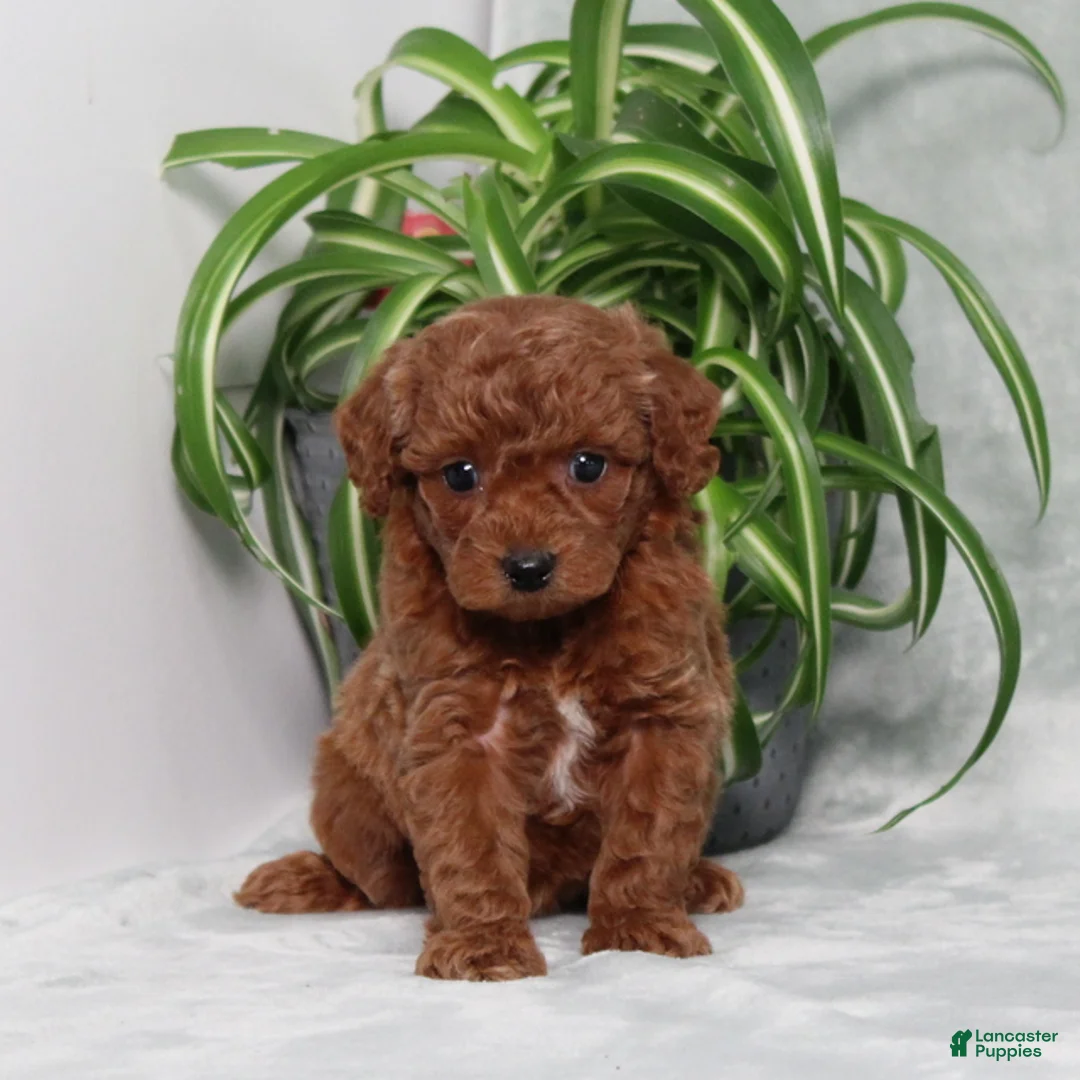 Miniature Poodle dogs for sale: Zippy - Ad 1