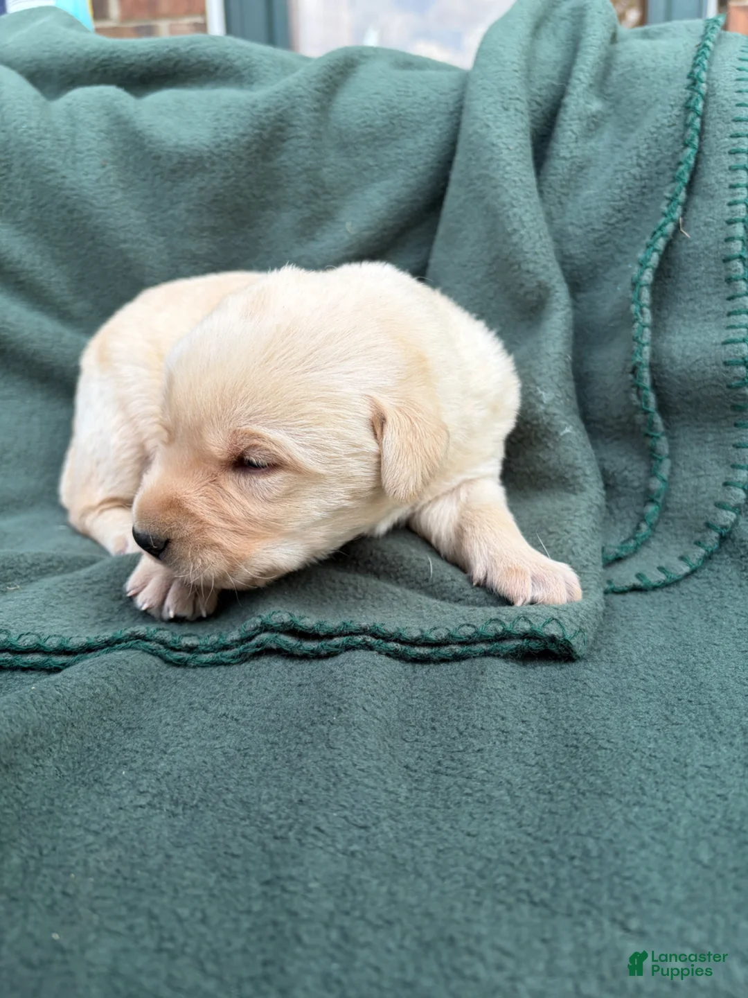 Labrador Retriever dogs for sale: Carlos - Ad 1