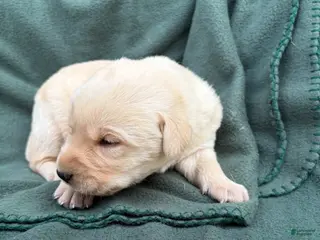 Labrador Retriever dogs for sale: Carlos - Ad 1