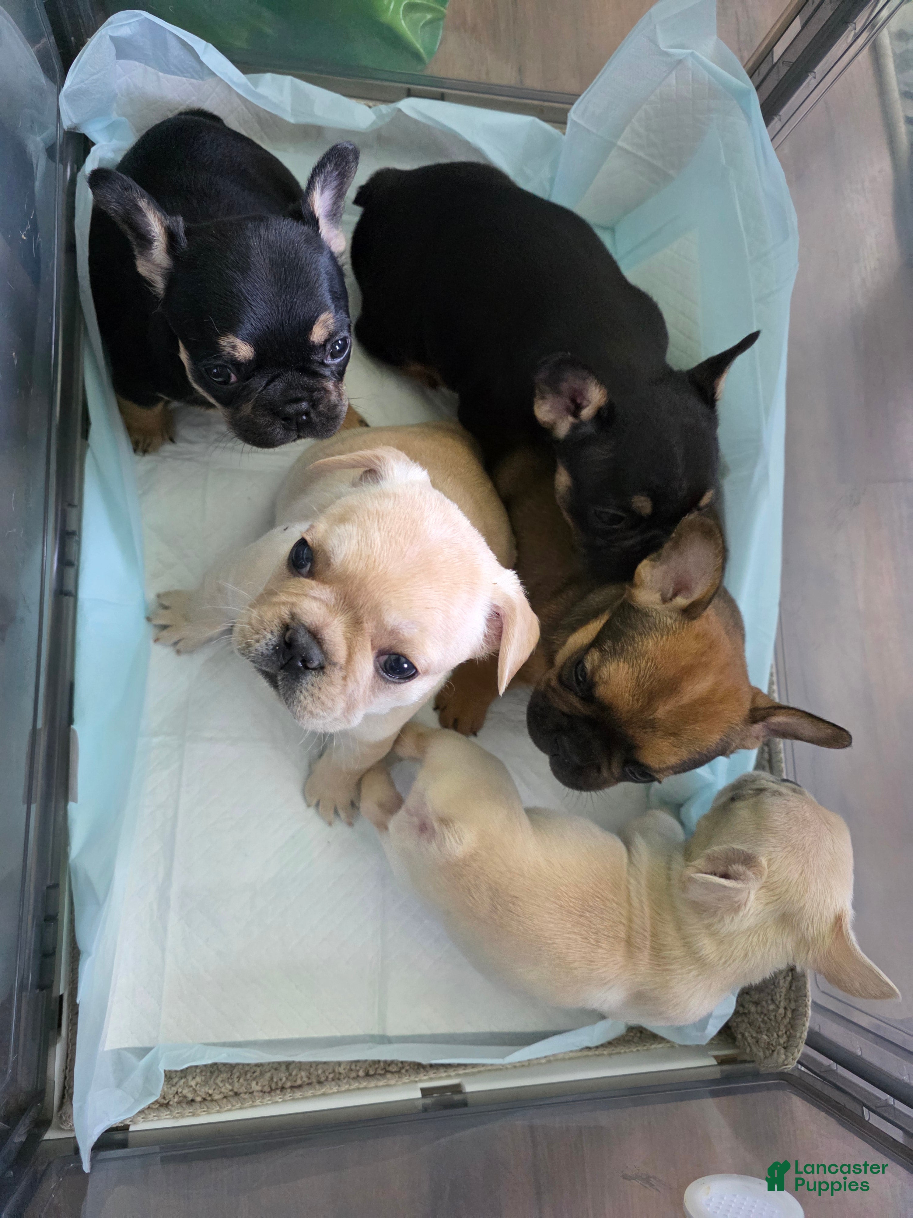 French Bulldog dogs Luke Skywalker  - Ad 1