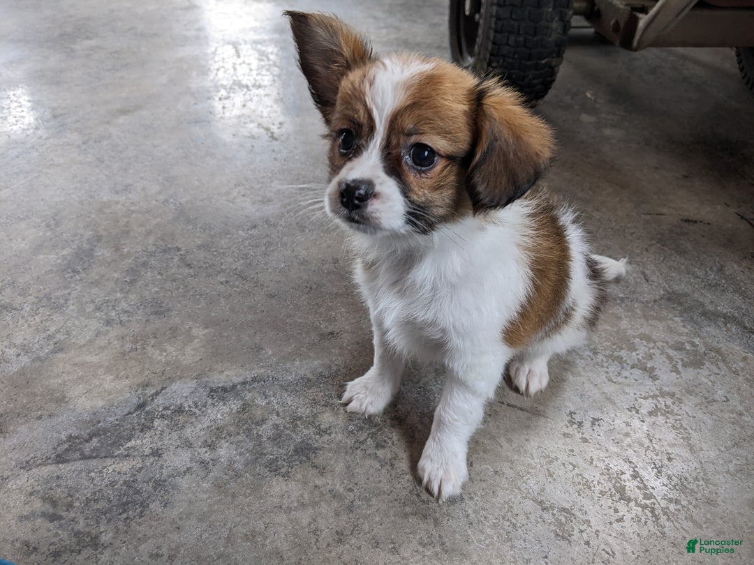 Papillon dogs for sale: Alexis  - Ad 3