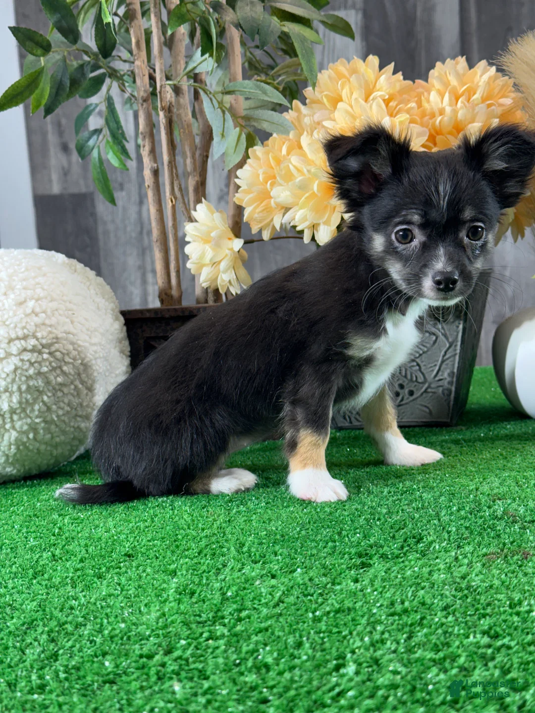 Chihuahua dogs for sale: Fifi - Ad 4