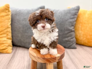 Mini Bernedoodle dogs - Ad 39